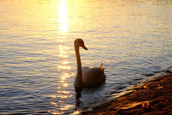 日落时白天鹅在湖边游泳 — 图库照片