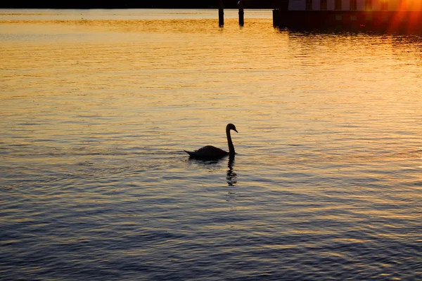 Пейзаж Озером Лебедем Заході Сонця — стокове фото