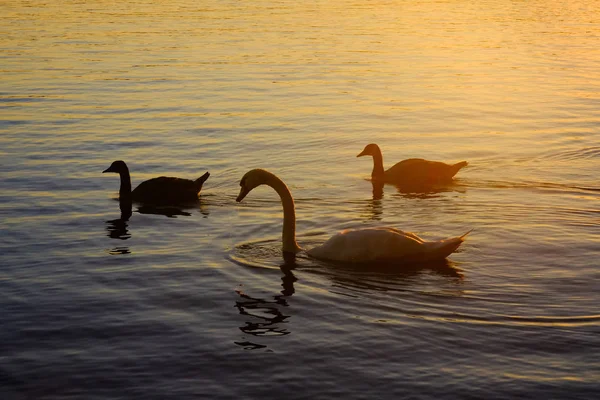 Silueta Cisnes Patos Lago Atardecer —  Fotos de Stock