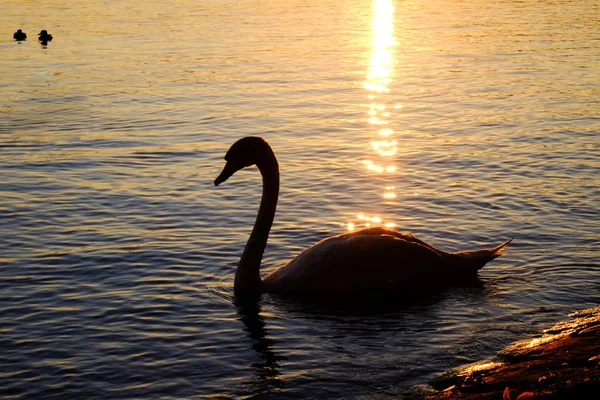 Silhouette Cigno Che Nuota Lago Tramonto — Foto Stock