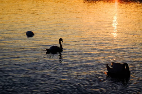 日落时与天鹅湖的景观 — 图库照片