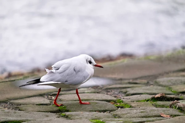 Jonge Meeuw Wandelen Langs Het Meer — Stockfoto