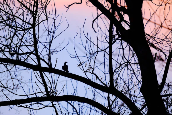 Landscape with silhouette of a bird sitting on a branch of a tree with colorful sunset sky on the background. Can be used as a background.