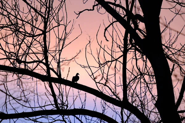 Landscape Silhouette Bird Sitting Branch Tree Colorful Sunset Sky Background — Stock Photo, Image