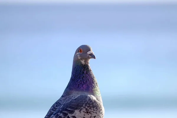 Portrait of a rock-dove. — Stock Photo, Image