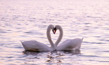 Couple of caressing white swans on the lake. clipart