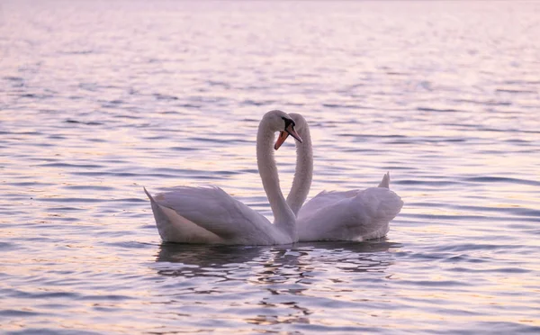 Un par de caricias de cisnes blancos en el lago . —  Fotos de Stock