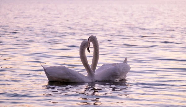 Un par de caricias de cisnes blancos en el lago . —  Fotos de Stock