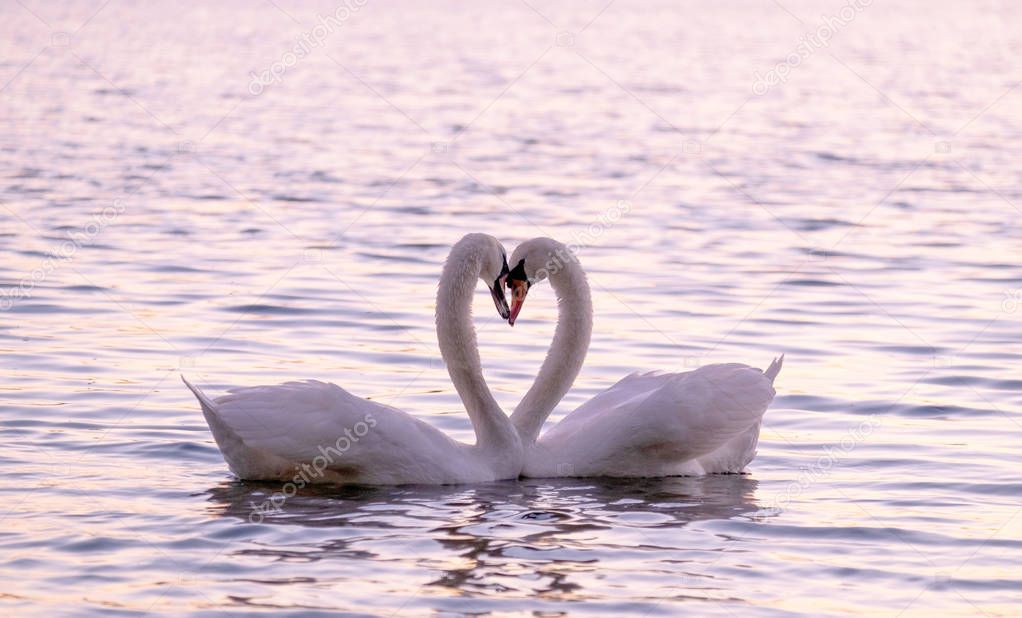 Couple of caressing white swans on the lake.