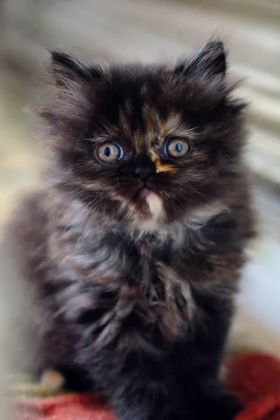 Pequeno gatinho persa marrom escuro . — Fotografia de Stock