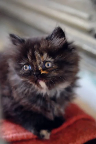 Pequeno gatinho persa marrom escuro . — Fotografia de Stock