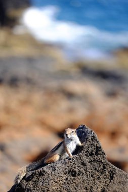 Fuerteventura, İspanya üzerinde bir kaya üzerinde Barbarca zemin sincap.