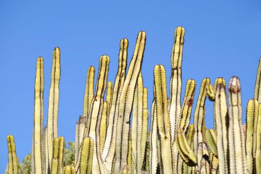 Arka planda mavi gökyüzü olan kaktüsler.