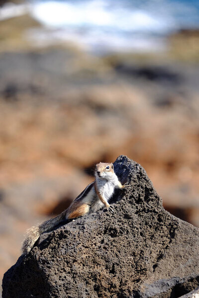 Barbary ground squirrel on a rock on Fuerteventura, Spain.