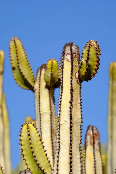 Kaktus med blå himmel på bakgrunden. — Stockfoto