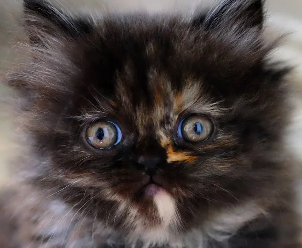 Маленький темно-коричневий перський кошеня . — стокове фото