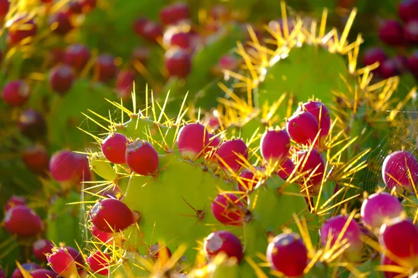 Pink prickly pears cactus in sunlight closeup. — Stok Foto