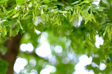 Yeşil, sarı ve beyaz bokeh ile soyut arka plan.