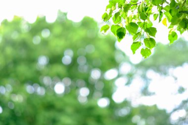 Yeşil, sarı ve beyaz bokeh ile soyut arka plan.