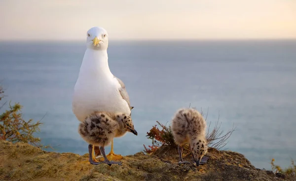 Moeder Seagull met haar twee kleine kuikens op de rots. — Stockfoto