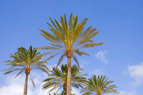 棕榈与绿叶与蓝天的背景. — 图库照片