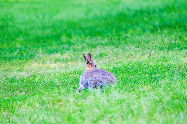 Ormanda yeşil çim oturan Hare. 