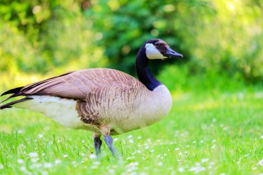 Yeşil çayırda çim üzerinde Canadian Goose.