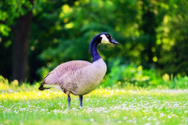 Yeşil çayırda çim üzerinde Canadian Goose.