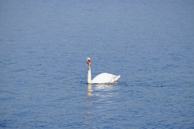 Gölde güzel beyaz bir kuğu.