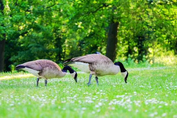 Zwei Kanadagänse stechen Gras auf einer grünen Wiese. — Stockfoto