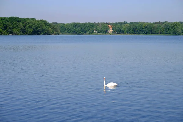 Vista sobre un lago con agua azul y cisne blanco . — Foto de Stock