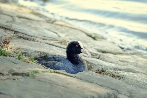 Coot eurasiano deitado em um sulco perto do lago . — Fotografia de Stock