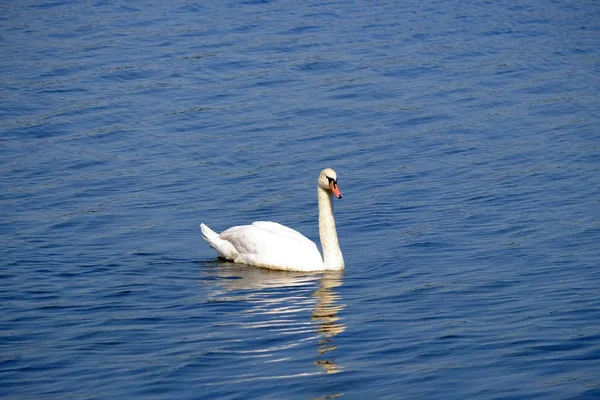 Beau cygne blanc sur le lac avec de l'eau bleue . — Photo