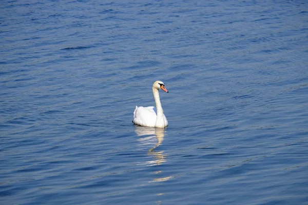 Hermoso cisne blanco en el lago con agua azul . — Foto de Stock