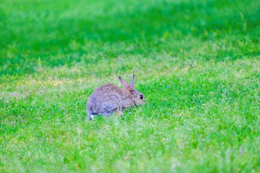 Ormanda çimenlerde tavşan.