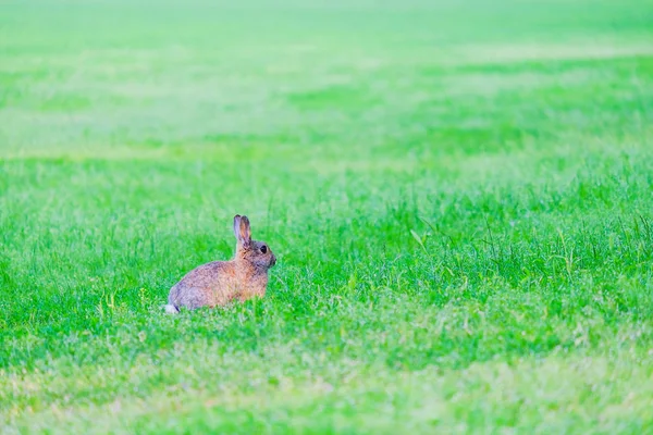 Zajíc s červenými oči se skrývá v trávě v lese. — Stock fotografie