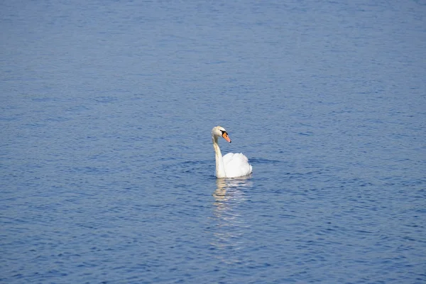 Beautiful white swan on the lake. Space for text. — Stock Photo, Image