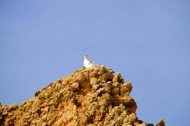 Algarve, Portekiz güzel bir uçurum ve bir martı ile Manzara