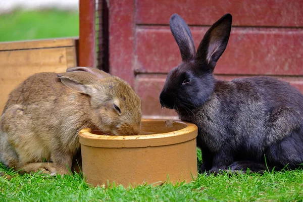 Dva hnědí králíci pitnou vodu v zahradě. — Stock fotografie