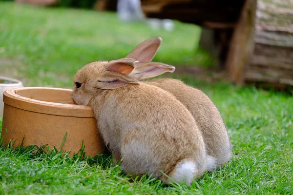 Two brown rabbits drinking water in the garden. — Stock Photo, Image