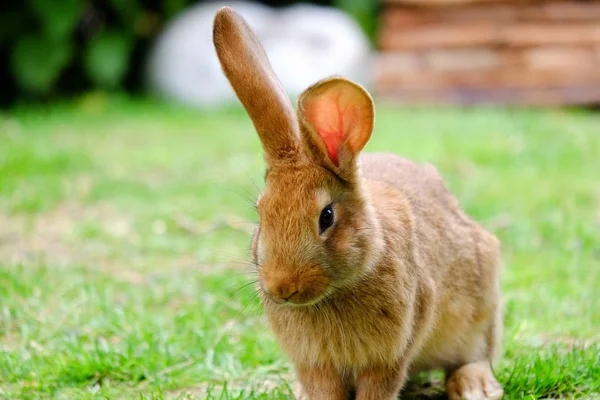 Brown fluffy rabbit eating the grass. — Stock Photo, Image