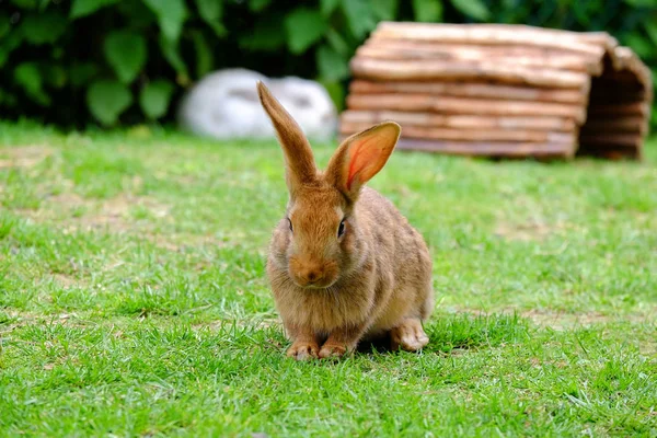 Brown fluffy rabbit eating the grass. — Stock Photo, Image