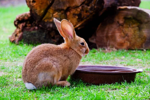 草を食べる茶色のふわふわウサギ. — ストック写真