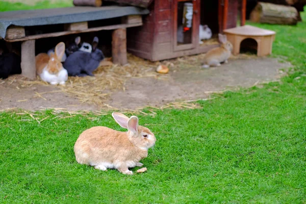 Conigli di vari colori in una fattoria . — Foto Stock