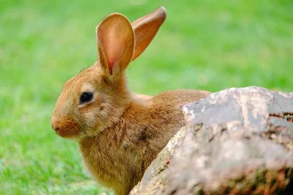 Načechraný béžový králík v zelené trávě. — Stock fotografie