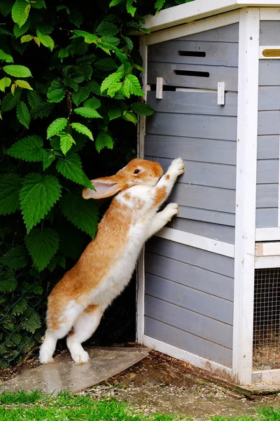 Red rabbit standing on his hind legs in the garden. — Stock Photo, Image