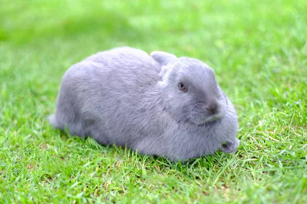 Šedivý králík, který ležel v zelené trávě. Detailní. — Stock fotografie