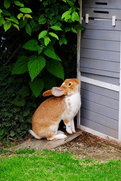 Red rabbit sitting in the garden with green plants. — Stock Photo, Image