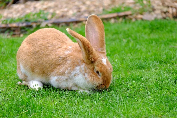 Flauschiges Kaninchen mit weißem und rotem Fell im Gras. — Stockfoto