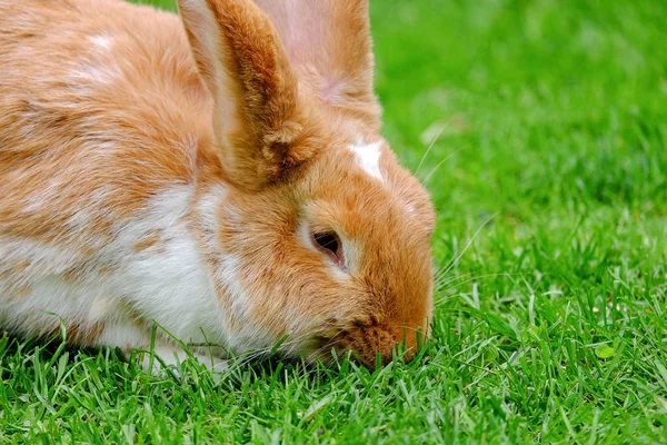 Fluffy rabbit with white and red fur in the grass. — Stock Photo, Image